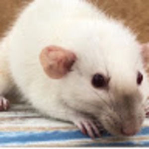 Meet your Posher, Stancie